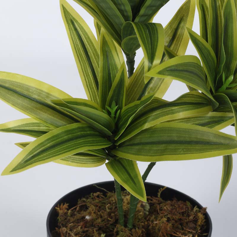 Buy Faux Lush Dracaena Reflexa Plant With Pot (Light Green) - 1.3 Feet Artificial Plants from Vaaree