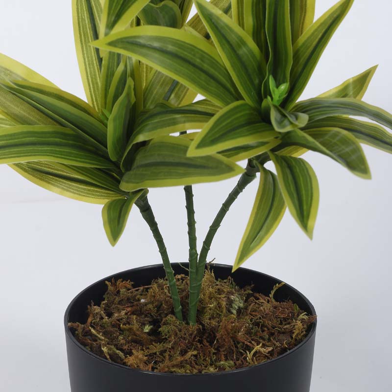 Buy Faux Lush Dracaena Reflexa Plant With Pot (Light Green) - 1.3 Feet Artificial Plants from Vaaree