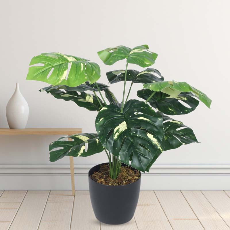 Buy Faux Lush Variegated Monstera Plant With Pot - 1.8 Feet Artificial Plants from Vaaree