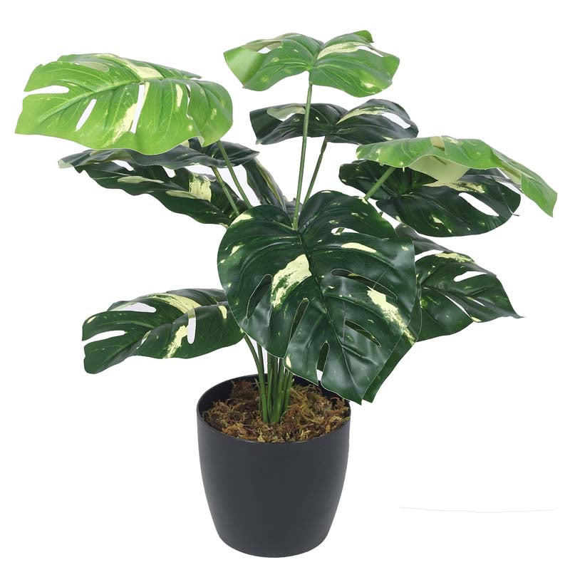 Buy Faux Lush Variegated Monstera Plant With Pot - 1.8 Feet Artificial Plants from Vaaree