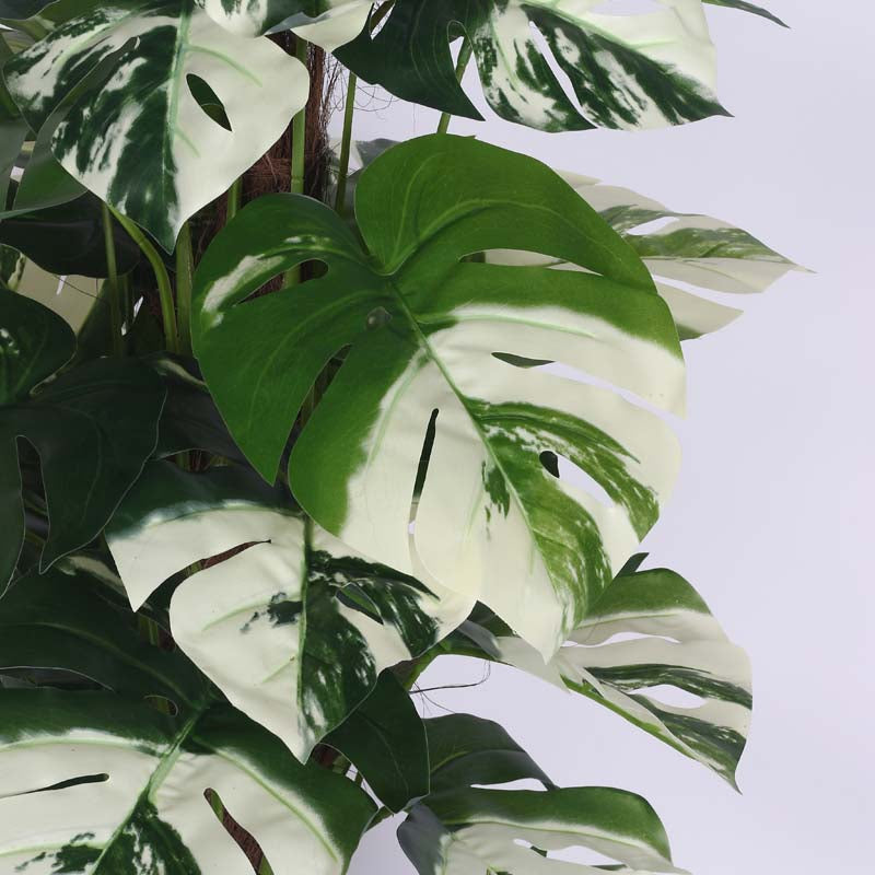 Buy Faux Lush White Monstera Plant With Pot - 4 Feet Artificial Plants from Vaaree