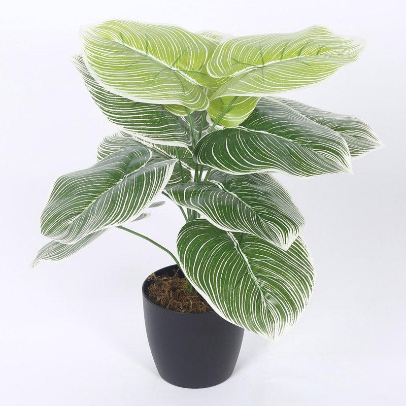 Buy Faux Realtouch White Dieffenbachia Tree With Pot - 1.8 Feet Artificial Plants from Vaaree