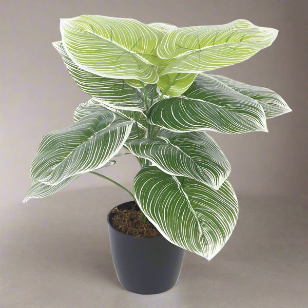 Buy Faux Realtouch White Dieffenbachia Tree With Pot - 1.8 Feet Artificial Plants from Vaaree