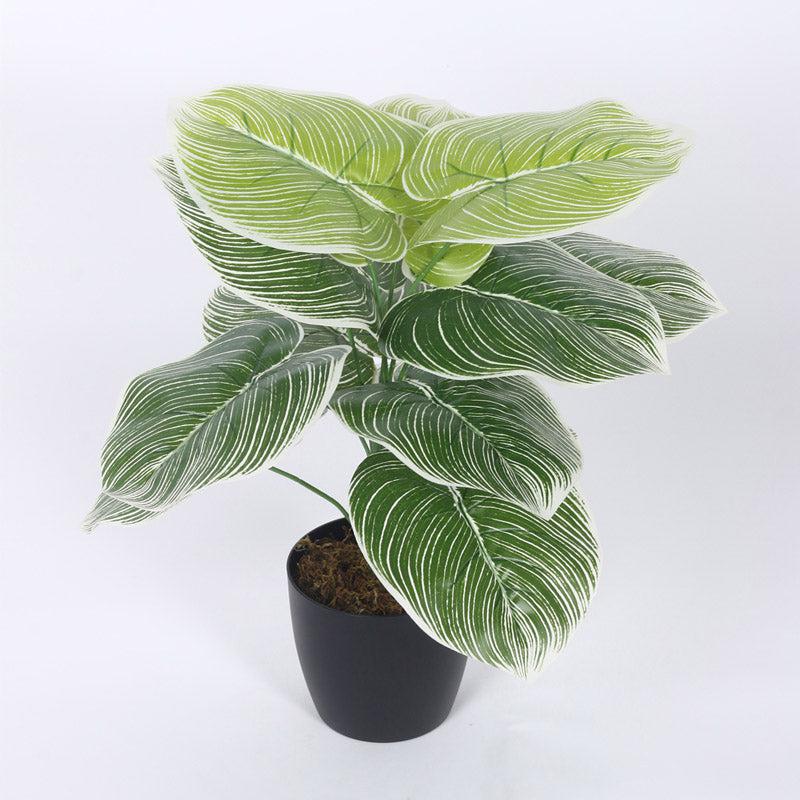 Buy Faux Realtouch White Dieffenbachia Tree With Pot - 1.8 Feet Artificial Plants from Vaaree