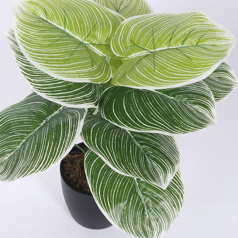 Buy Faux Realtouch White Dieffenbachia Tree With Pot - 1.8 Feet Artificial Plants from Vaaree