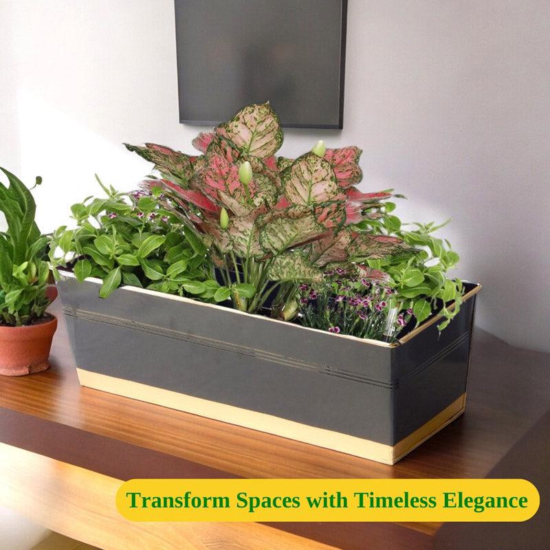 Buy Zutoia Black Planter - Black Pots & Planters from Vaaree