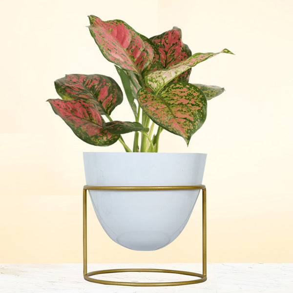 Buy Trudene Metal Pot With Stand - White & Gold Pots & Planters from Vaaree