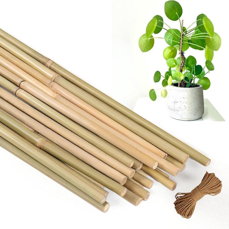 Buy Firmo Bamboo Plant Stake - Set Of Ten Garden Accessories from Vaaree