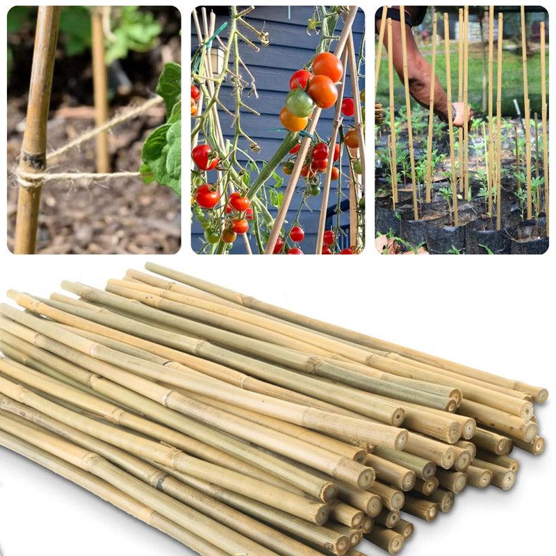 Buy Firmo Bamboo Plant Stake - Set Of Ten Garden Accessories from Vaaree