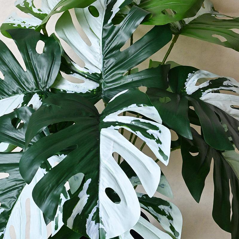 Buy Faux Everlasting Albo Monstera Plant With Pot - 2.0 Feet Artificial Plants from Vaaree