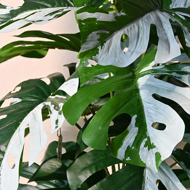 Buy Faux Everlasting Monstera Plant With Pot - 2.6 Feet Artificial Plants from Vaaree