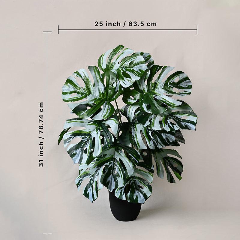 Buy Faux Everlasting Callium Monstera Plant With Pot - 2.6 Feet Artificial Plants from Vaaree