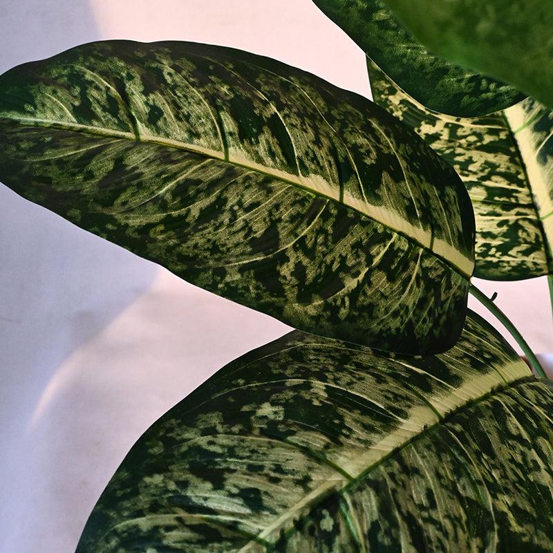 Buy Faux Everlasting Dieffenbachia Plant With Pot - 2.1 Feet Artificial Plants from Vaaree