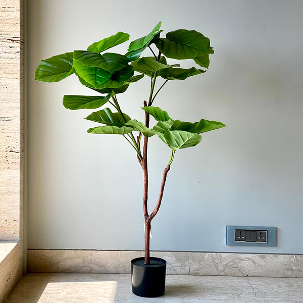 Artificial Plants - Faux Ficus Umbellata Tree - 4 Feet