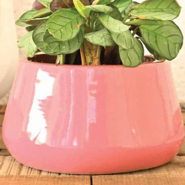 Buy Ugaoo Tulip Fantasy Ceramic Planter (16 CM) - Magenta Pots & Planters from Vaaree