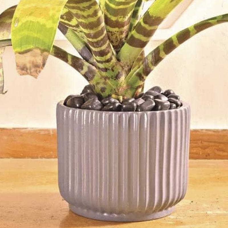 Buy Ugaoo Phoenix Ceramic Pot (25 CM) - Grey Pots & Planters from Vaaree