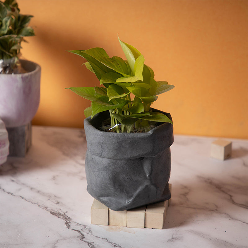 Buy Rava Westo Planter Pots & Planters from Vaaree