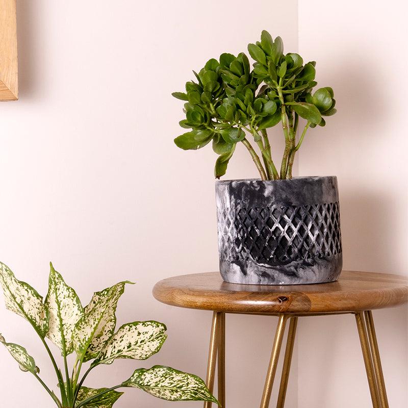 Buy Diemona Blue Planter Pots & Planters from Vaaree