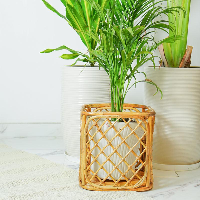 Buy Arvo Handmade Rattan Planter Pots & Planters from Vaaree