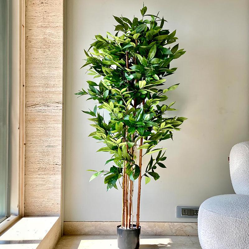 Buy Faux Dracaena Surculosa Tree - 6 Feet Artificial Plants from Vaaree