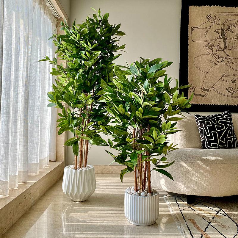 Buy Faux Dracaena Surculosa Tree - 6 Feet Artificial Plants from Vaaree