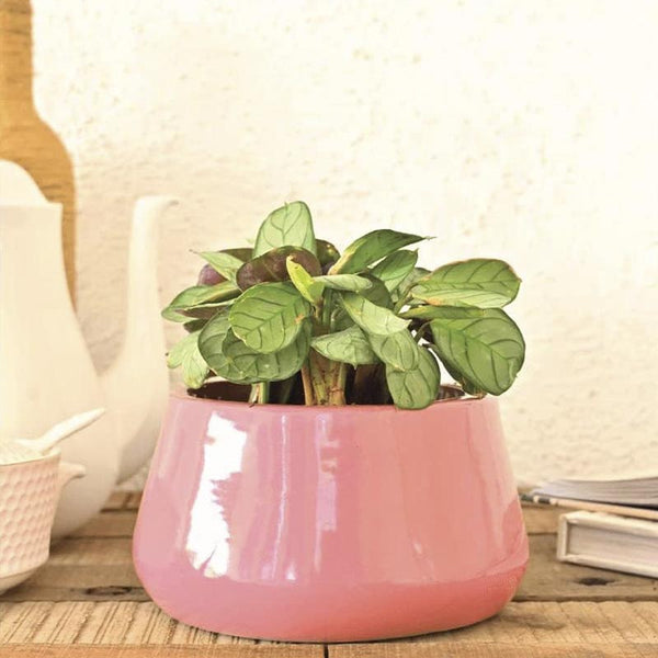 Buy Ugaoo Tulip Fantasy Ceramic Planter (16 CM) - Magenta Pots & Planters from Vaaree