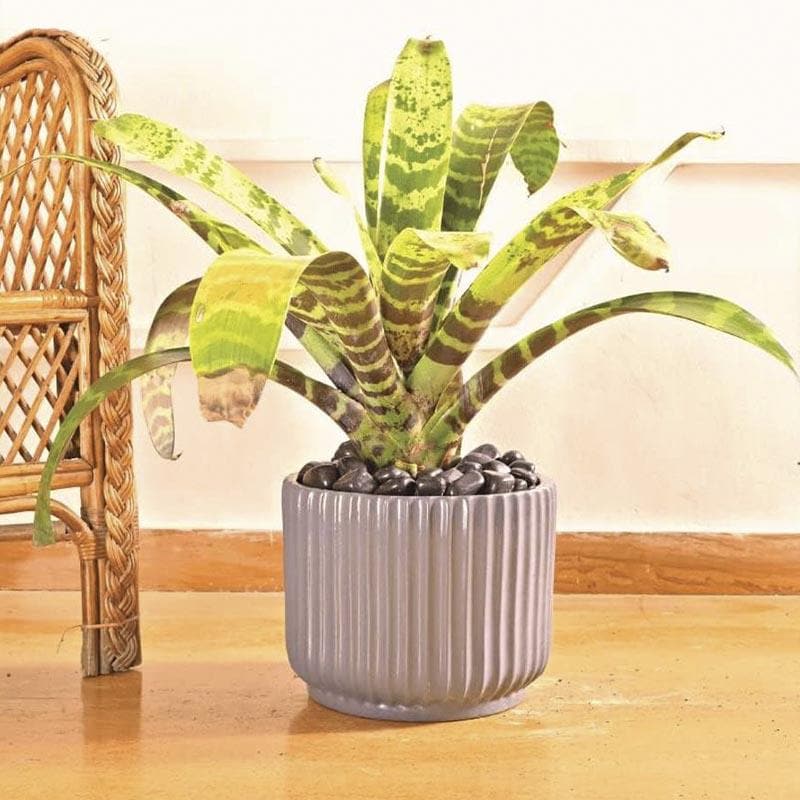 Buy Ugaoo Phoenix Ceramic Pot (25 CM) - Grey Pots & Planters from Vaaree