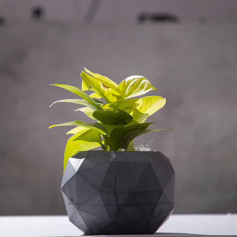 Buy Facet Geometric Planter Pots & Planters from Vaaree