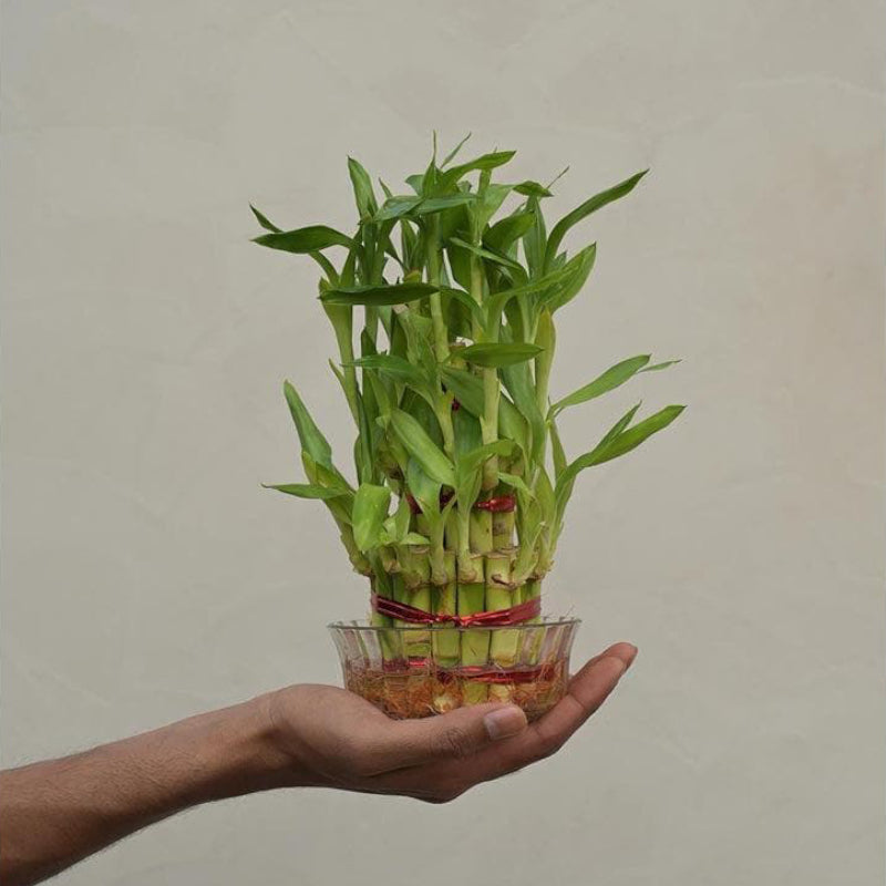 Buy Ugaoo Lucky Bamboo Plant - 3 Layer Live Plants from Vaaree