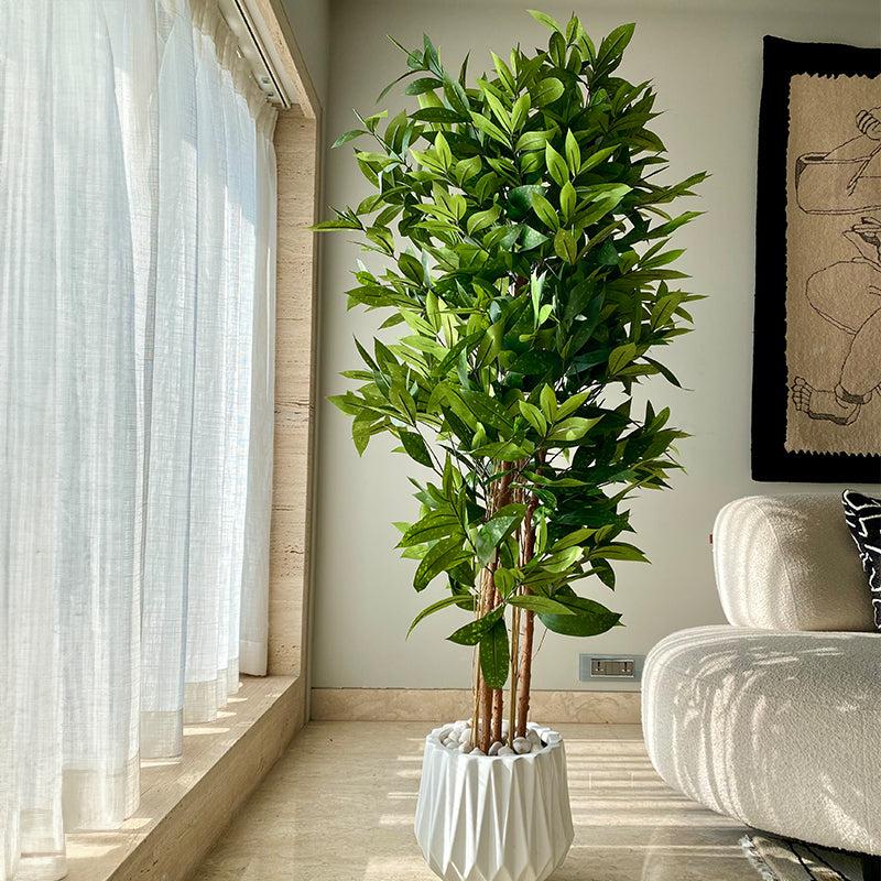 Buy Faux Dracaena Surculosa Tree - 6 Feet Artificial Plants from Vaaree