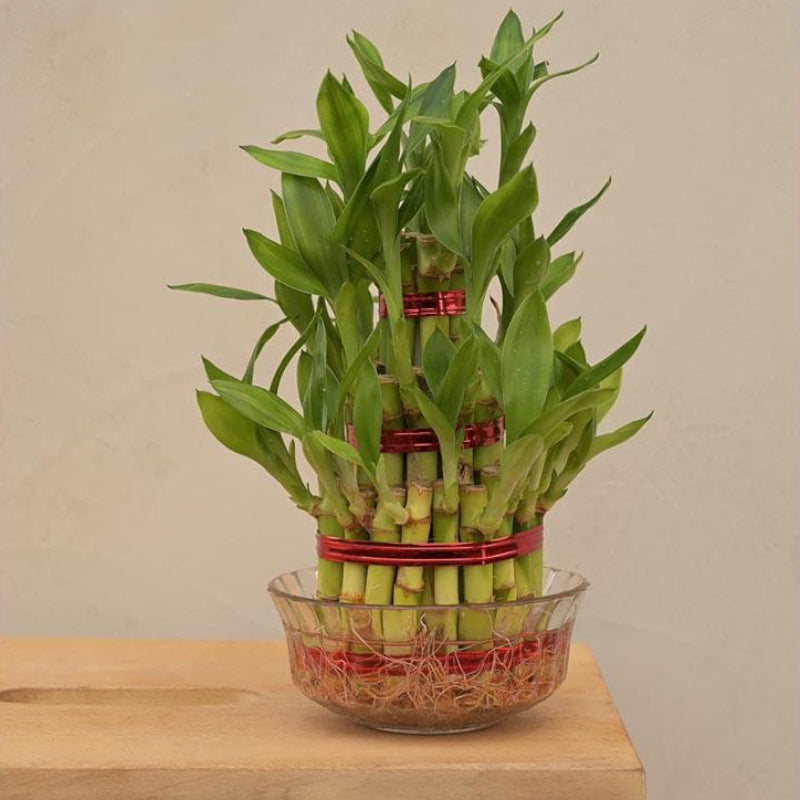 Buy Ugaoo Lucky Bamboo Plant - 3 Layer Live Plants from Vaaree