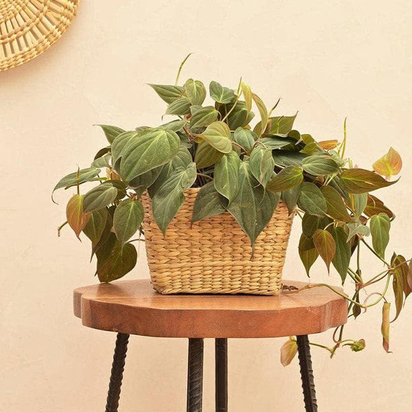 Buy Ugaoo Seagrass Seagrass Planter - 21 CM Pots & Planters from Vaaree