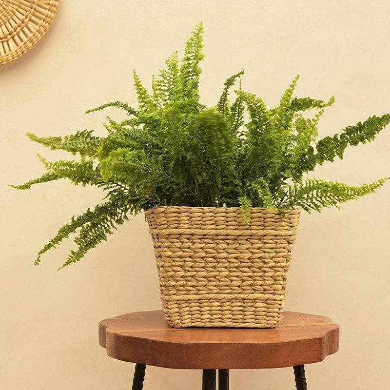 Buy Ugaoo Seagrass Planter - 22 CM Pots & Planters from Vaaree