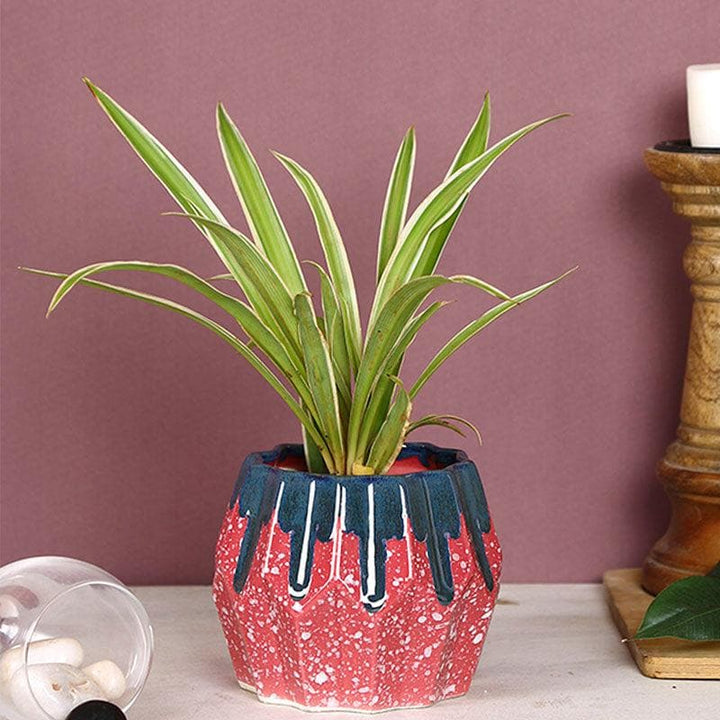 Buy Asymmetrical Winding Planter at Vaaree online | Beautiful Pots & Planters to choose from