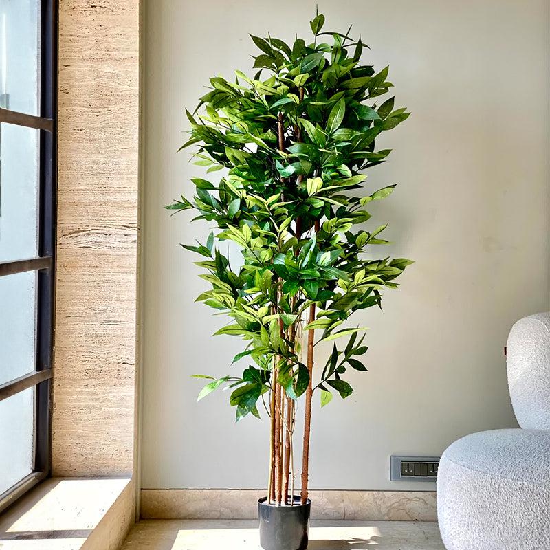 Buy Faux Dracaena Surculosa Tree - 6 Feet Artificial Plants from Vaaree