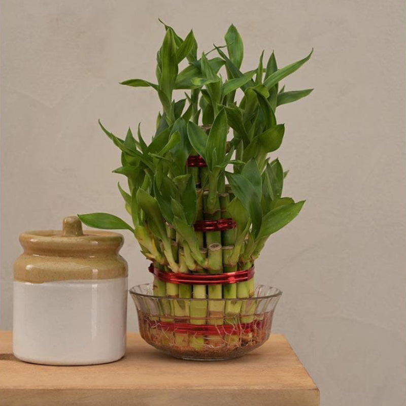 Buy Ugaoo Lucky Bamboo Plant - 3 Layer Live Plants from Vaaree