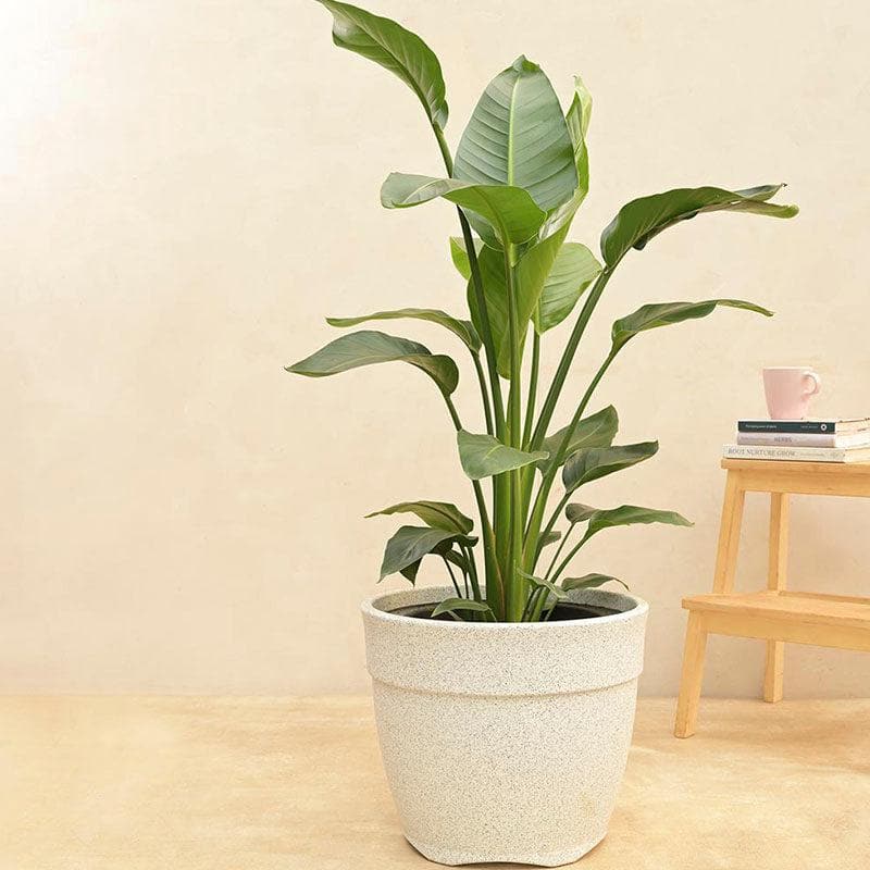 Buy Ugaoo Barca Round Large Planter - White Pots & Planters from Vaaree