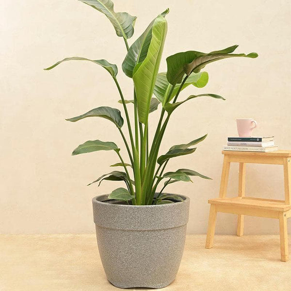 Buy Ugaoo Barca Round Large Planter - Grey Pots & Planters from Vaaree