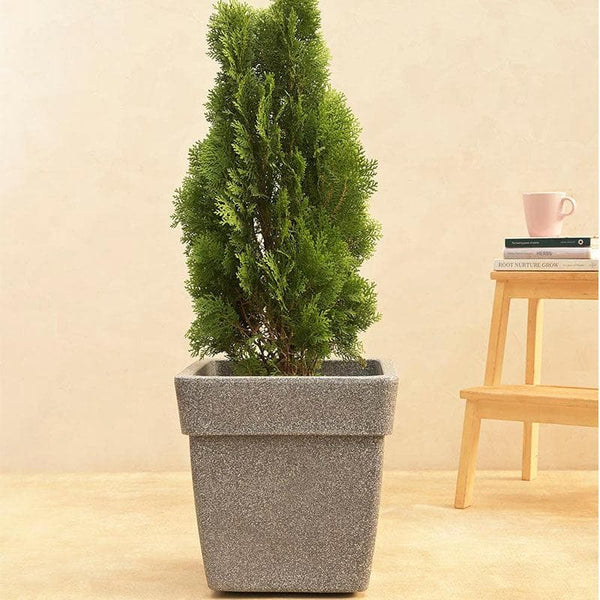 Buy Ugaoo Barca Square Medium Planter - Grey Pots & Planters from Vaaree