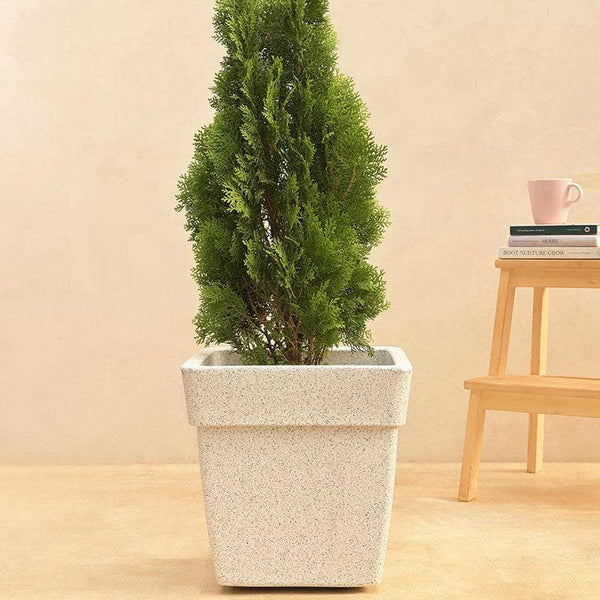 Buy Ugaoo Barca Square Medium Planter - White Pots & Planters from Vaaree