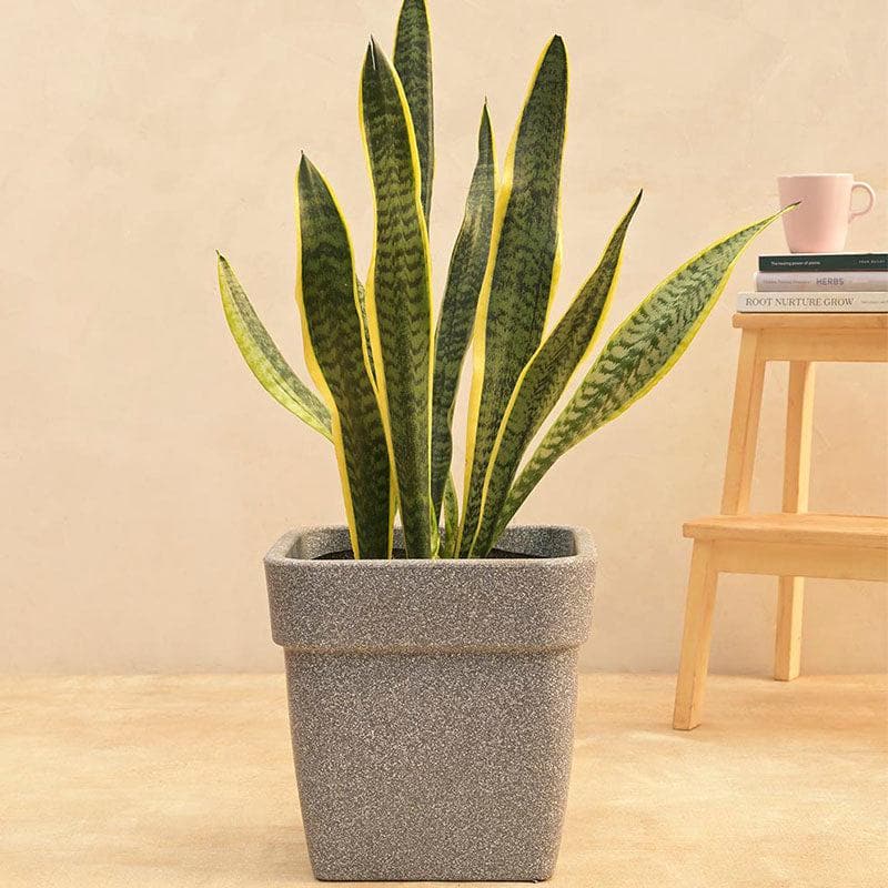 Buy Ugaoo Barca Square Small Planter - Grey Pots & Planters from Vaaree