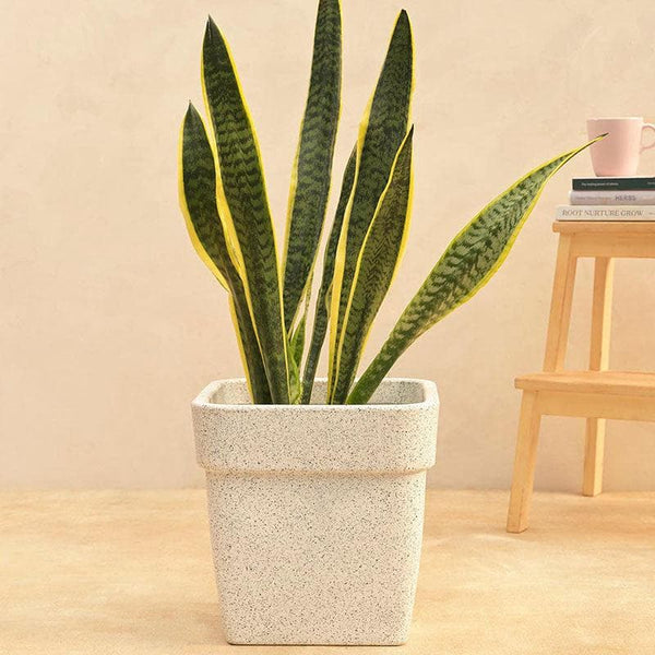 Buy Ugaoo Barca Square Small Planter - White Pots & Planters from Vaaree