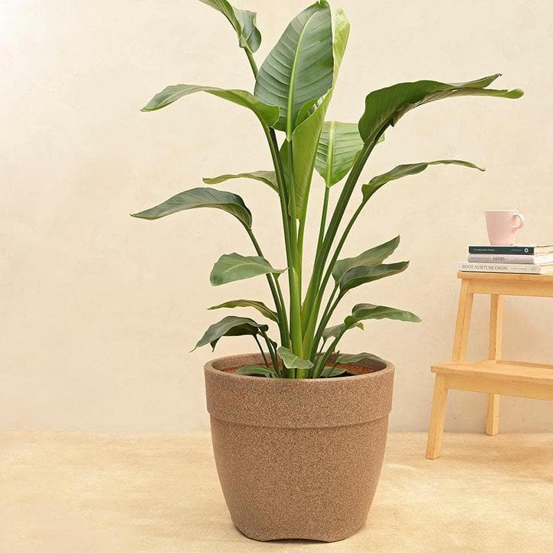 Buy Ugaoo Barca Round Large Planter - Sand Pots & Planters from Vaaree