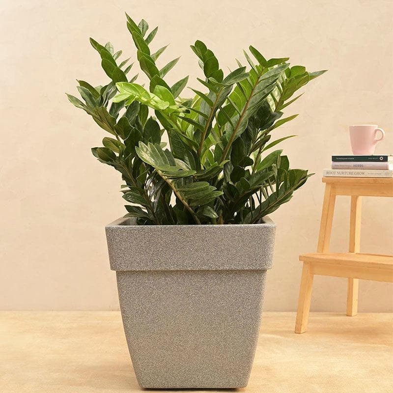 Buy Ugaoo Barca Square Large Planter - Grey Pots & Planters from Vaaree