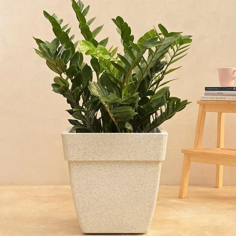 Buy Ugaoo Barca Square Large Planter - White Pots & Planters from Vaaree