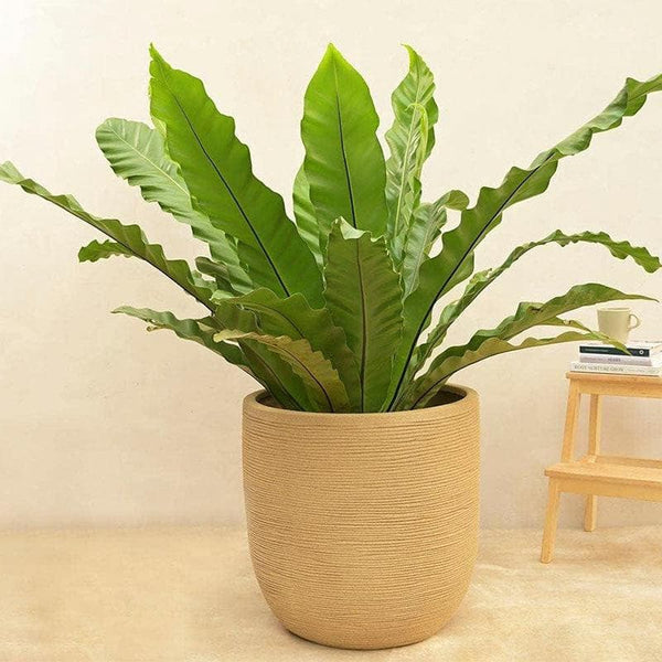 Buy Ugaoo Big Rib Planter (54 CM) - Sand Pots & Planters from Vaaree