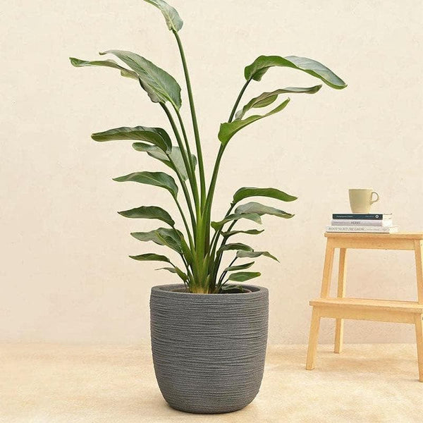 Buy Ugaoo Small Rib Planter (35 CM) - Grey Pots & Planters from Vaaree