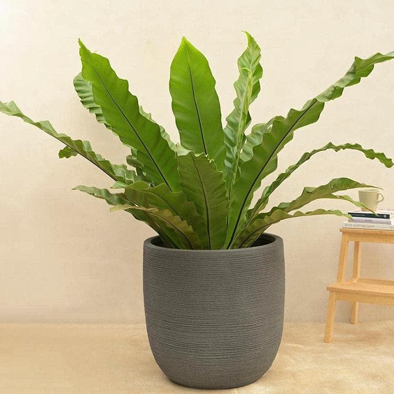 Buy Ugaoo Big Rib Planter (54 CM) - Grey Pots & Planters from Vaaree