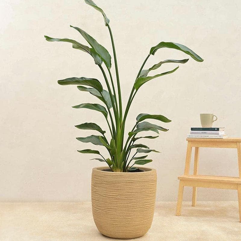 Buy Ugaoo Small Rib Planter (35 CM) - Sand Pots & Planters from Vaaree