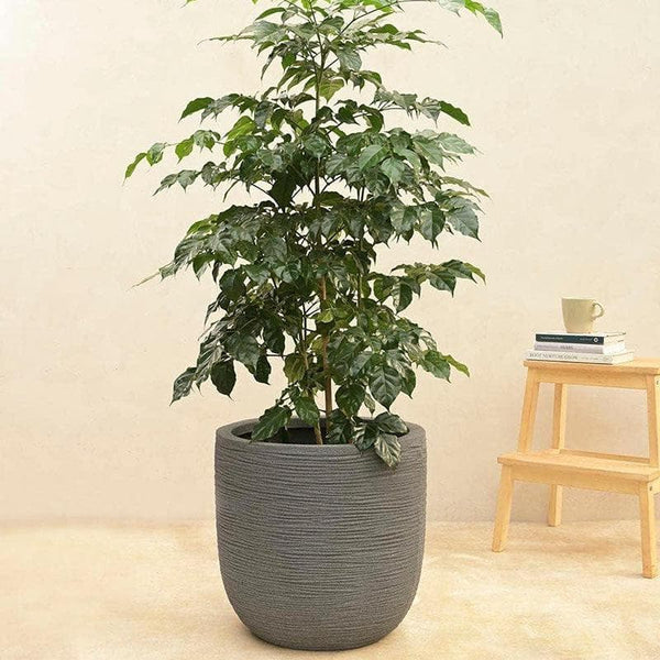 Buy Ugaoo Rib Short Planter (43 CM) - Grey Pots & Planters from Vaaree